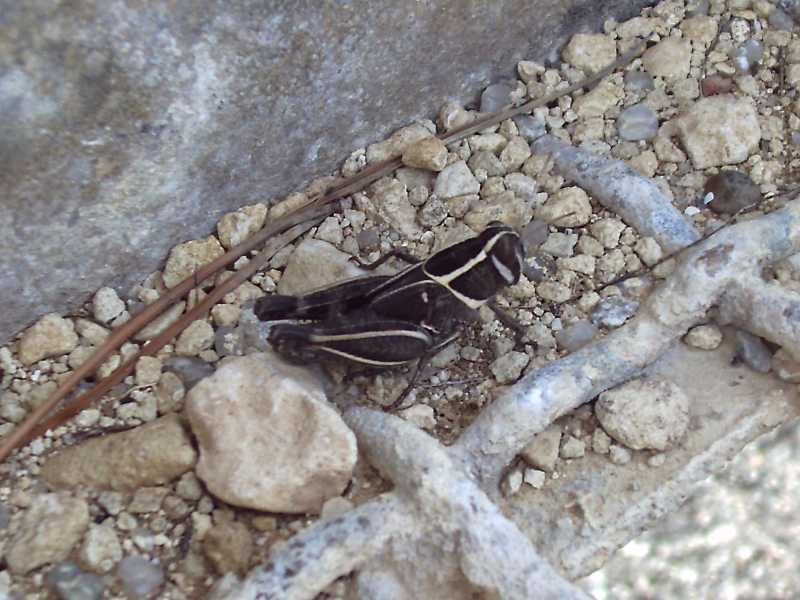 Ninfa di Calliptamus cf. barbarus